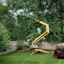 Why Choose Our Tree Removal Services in Pascoag, RI?