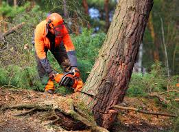 Best Storm Damage Tree Cleanup  in Pascoag, RI